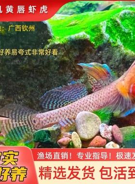 高帆黄唇 小型虾虎好养不容易生病易夸式不加温原生鱼国产观赏鱼