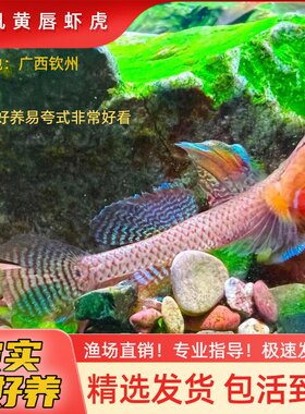 高帆黄唇小型虾虎好养
