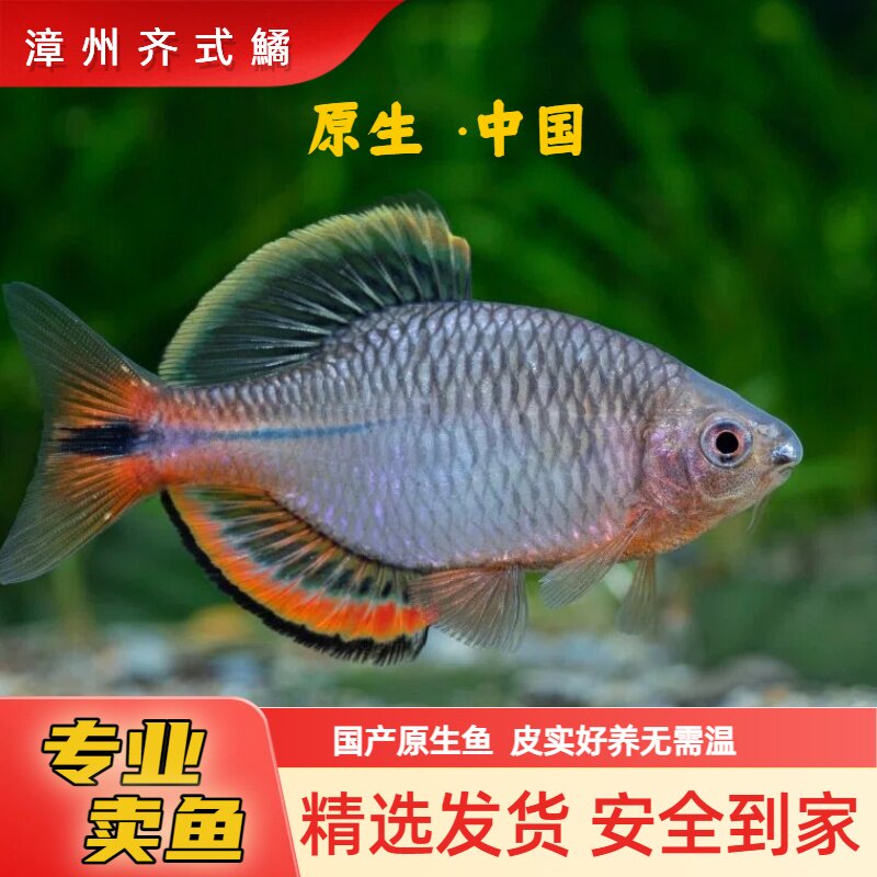 漳州齐式鳑鲏鱼除藻小型原生鱼冷水观赏鱼不加温好养七彩鳑鲏鱼