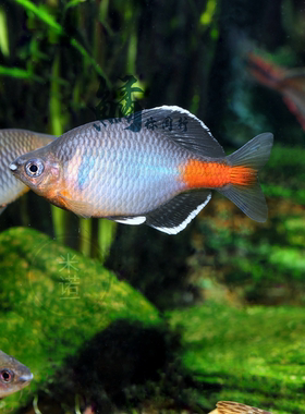 白边鳑鲏小型冷水鱼不加温皮实好养旁皮鱼原生鱼冷水鱼除藻工具鱼