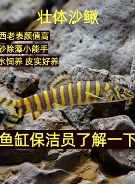 壮体沙鳅原生冷水观赏鱼缸清道夫九间鼠翻砂除藻工具鱼吃残渣鱼粪