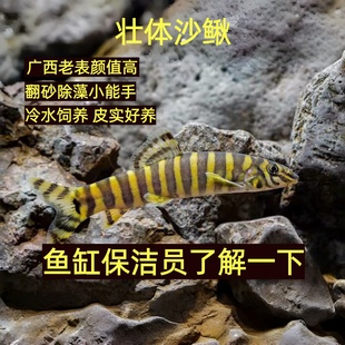 壮体沙鳅原生冷水观赏鱼缸清道夫九间鼠翻砂除藻工具鱼吃残渣鱼粪