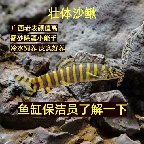 壮体沙鳅原生冷水观赏鱼缸清道夫九间鼠翻砂除藻工具鱼吃残渣鱼粪