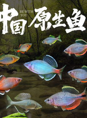 红边鳑鲏观赏鱼齐式原生鱼火山福齐白边青鳞冷水鱼除藻鱼溪流缸鱼