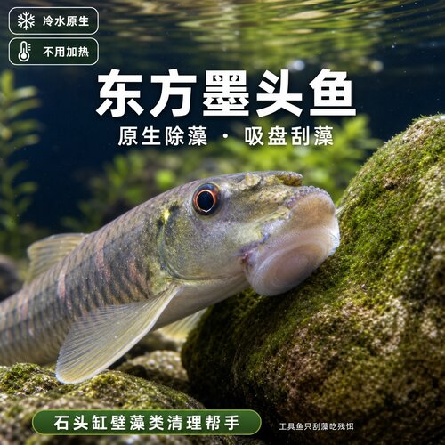 东方墨头鱼除藻吸盘刮藻冷水缸