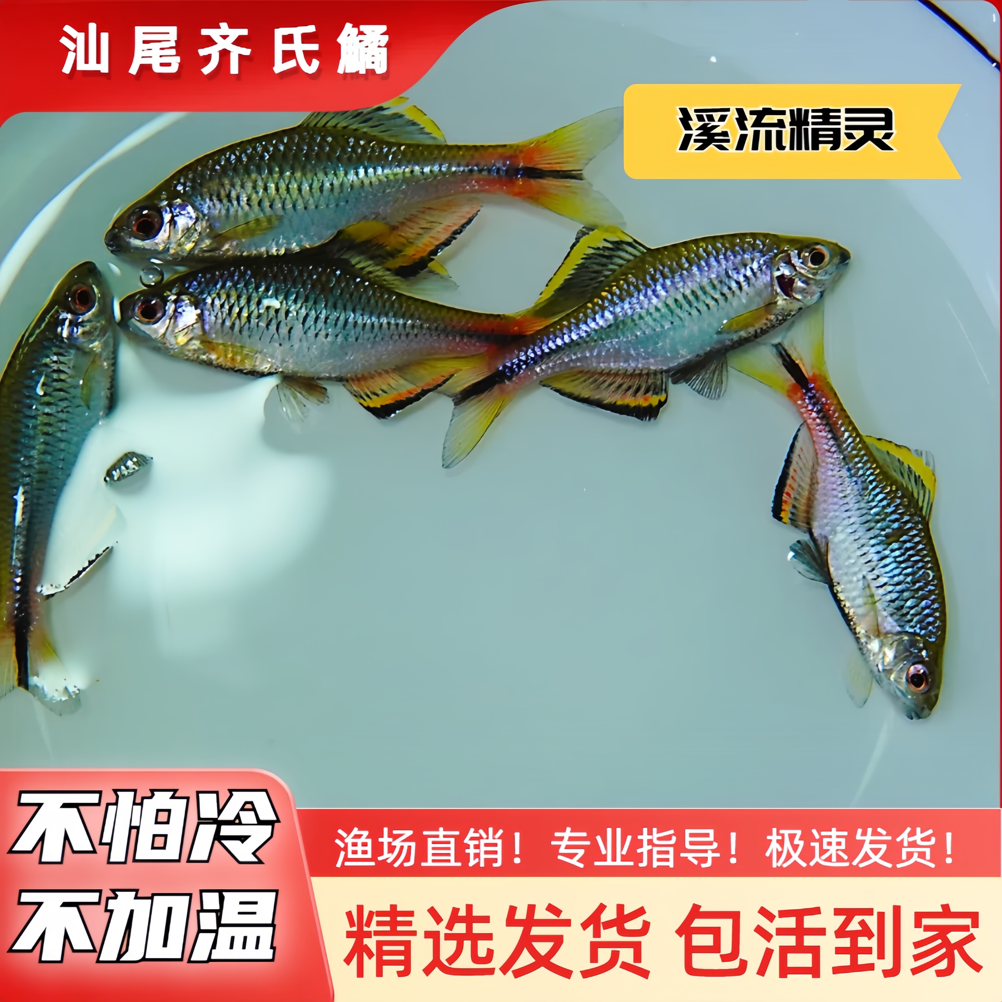 汕尾齐式鱊小型冷水观赏鱼不加温皮实好养溪流鱼原生鱼