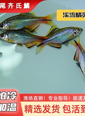 汕尾齐小型冷水观赏鱼不加温皮实好养溪流鱼原生鱼