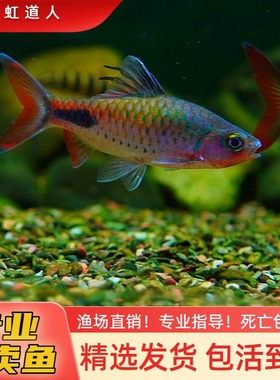 紫红两点鲫克里希那道金斯鲃红尾绿荧光鲫黑影道人小型观赏鱼好养