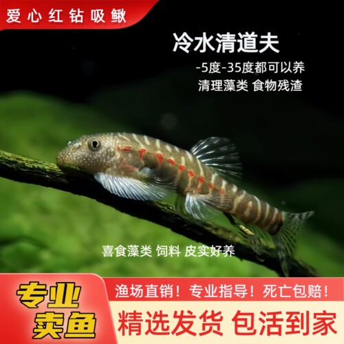 红钻吸鳅冷水清道夫除藻耐活