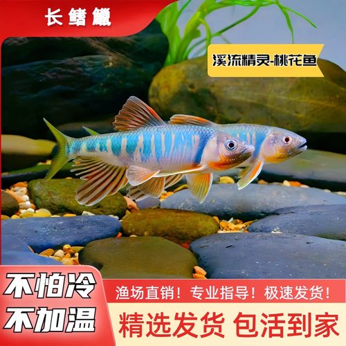 发色长鳍鱲公鱼淡水不加温很漂亮