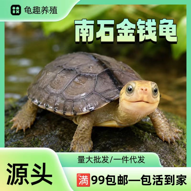 南石龟苗活体南石金钱龟养殖批发龟/鳖
