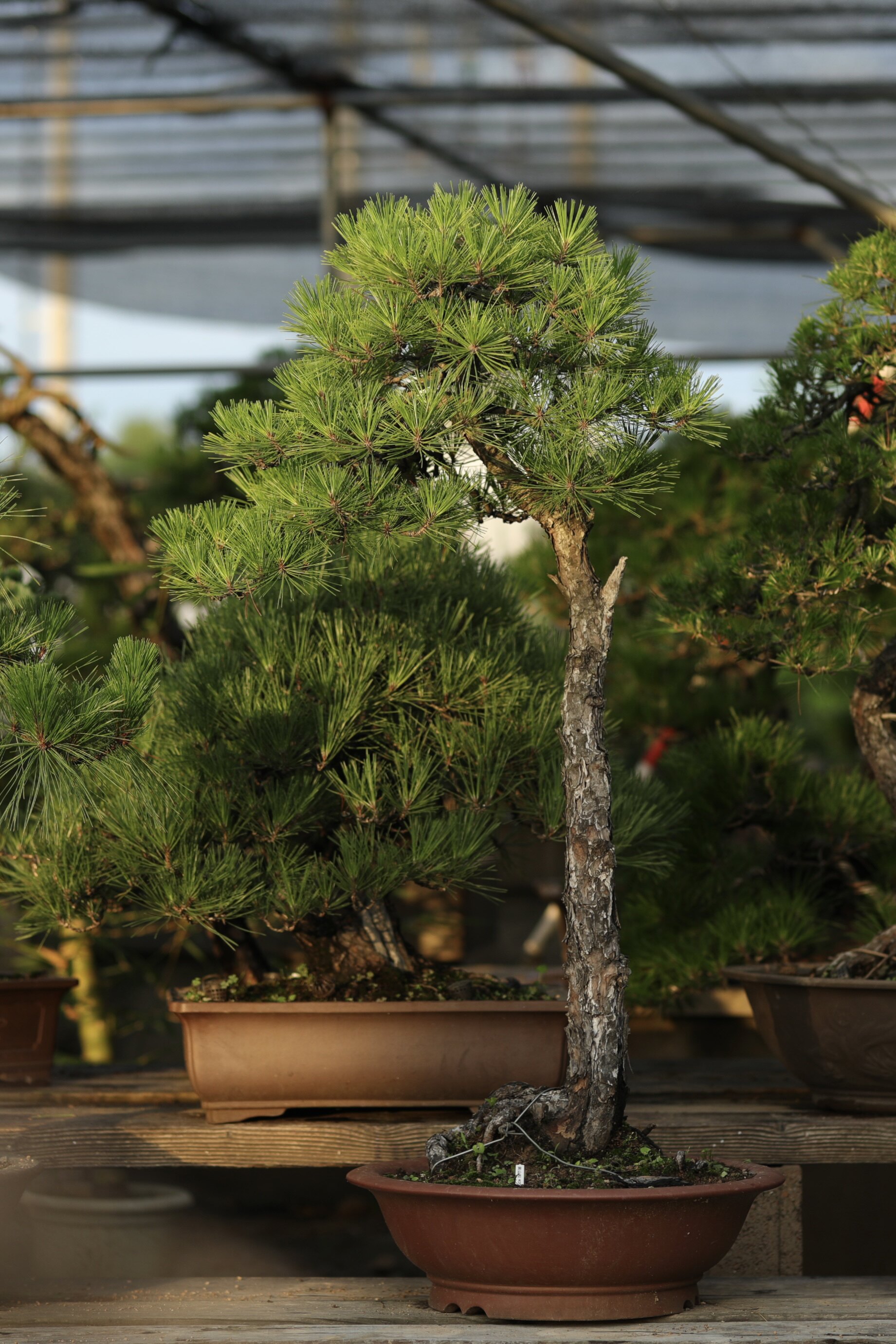 山采黄山松直干大树文人型大型庭院摆放意境美带紫砂盆