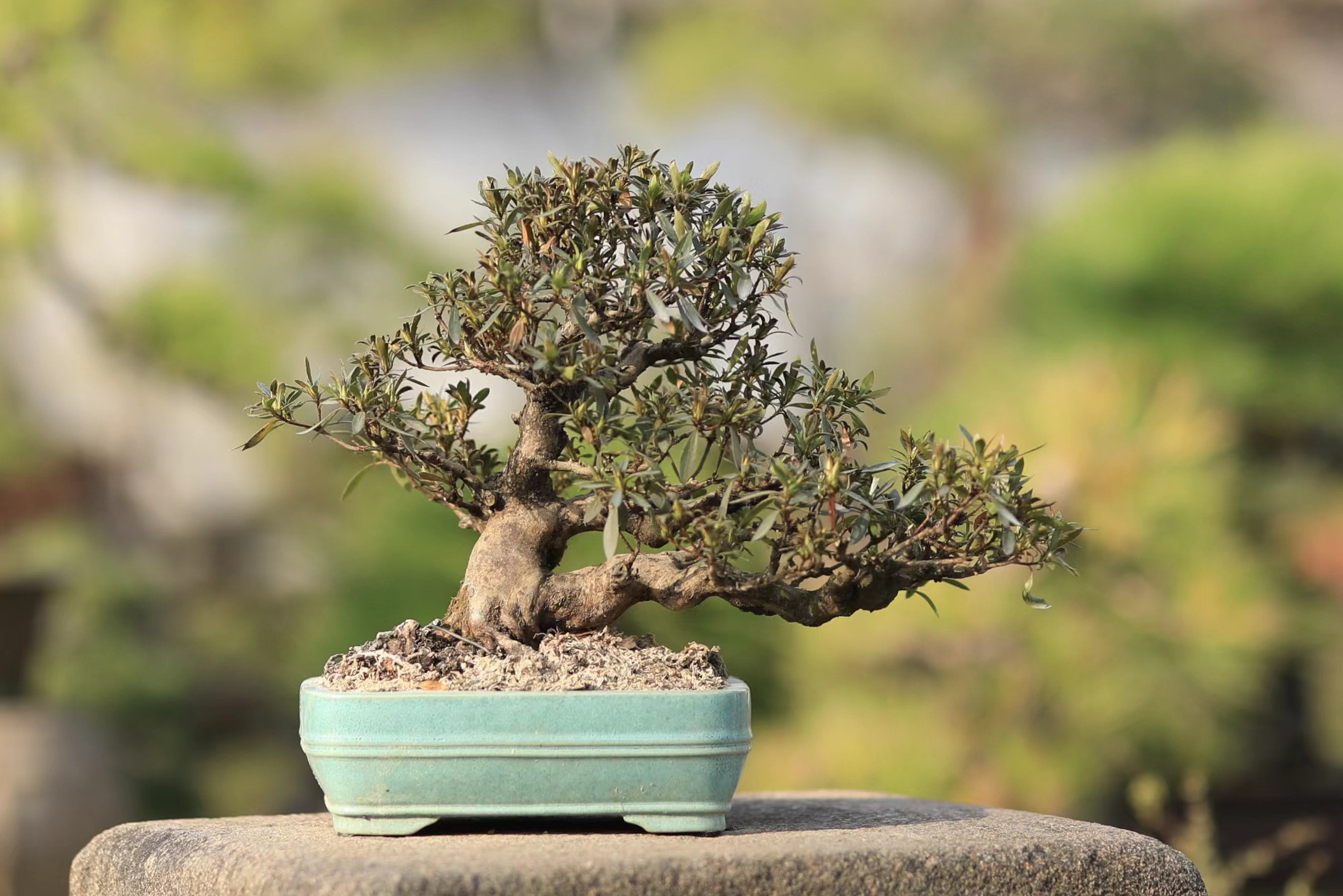 皋月杜鹃光琳粉色花朵日本进口老桩带釉盆栽好