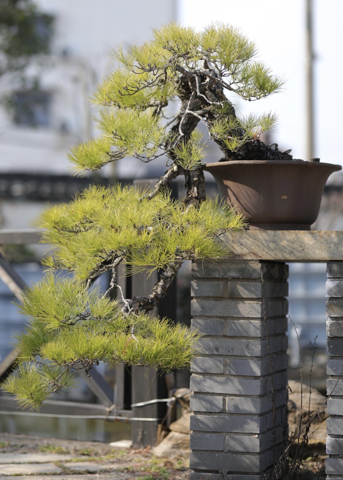 马尾松盆景国内制作养护悬崖造型大瀑布庭院顺丰包邮参展得奖作品