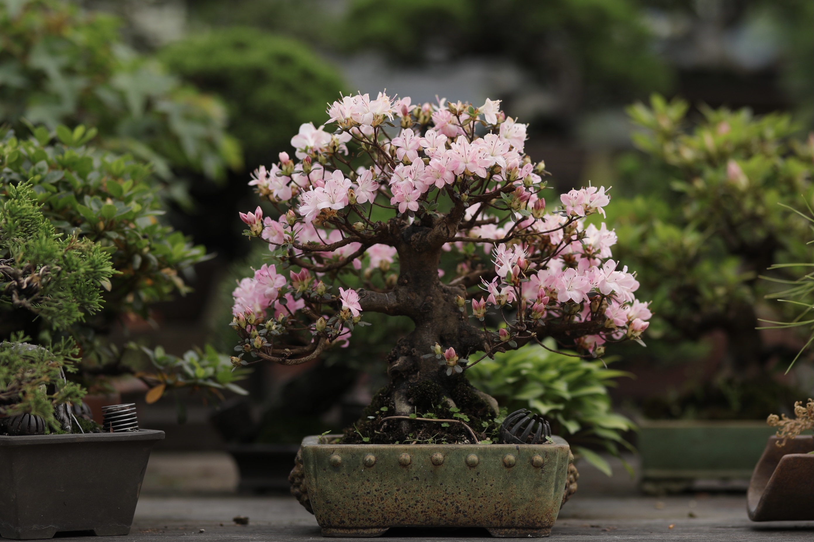 日本皋月杜鹃鹤翁雾岛系小花粉色花朵带盆栽好顺丰包邮