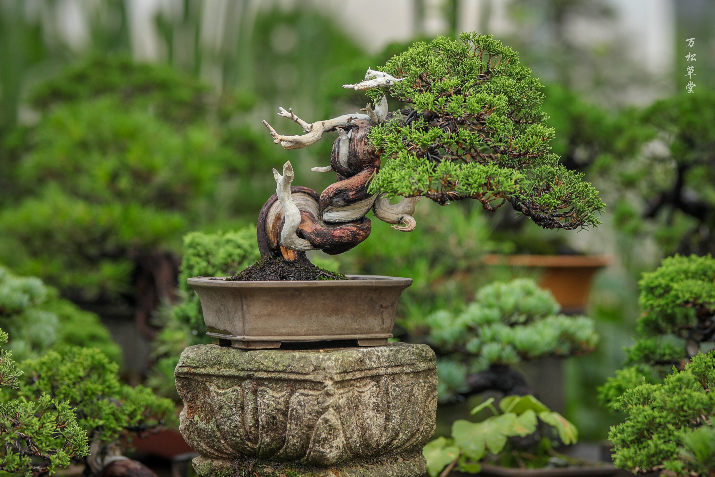 系鱼川真柏盆景展品级日本进口老桩带盆栽好顺丰包邮