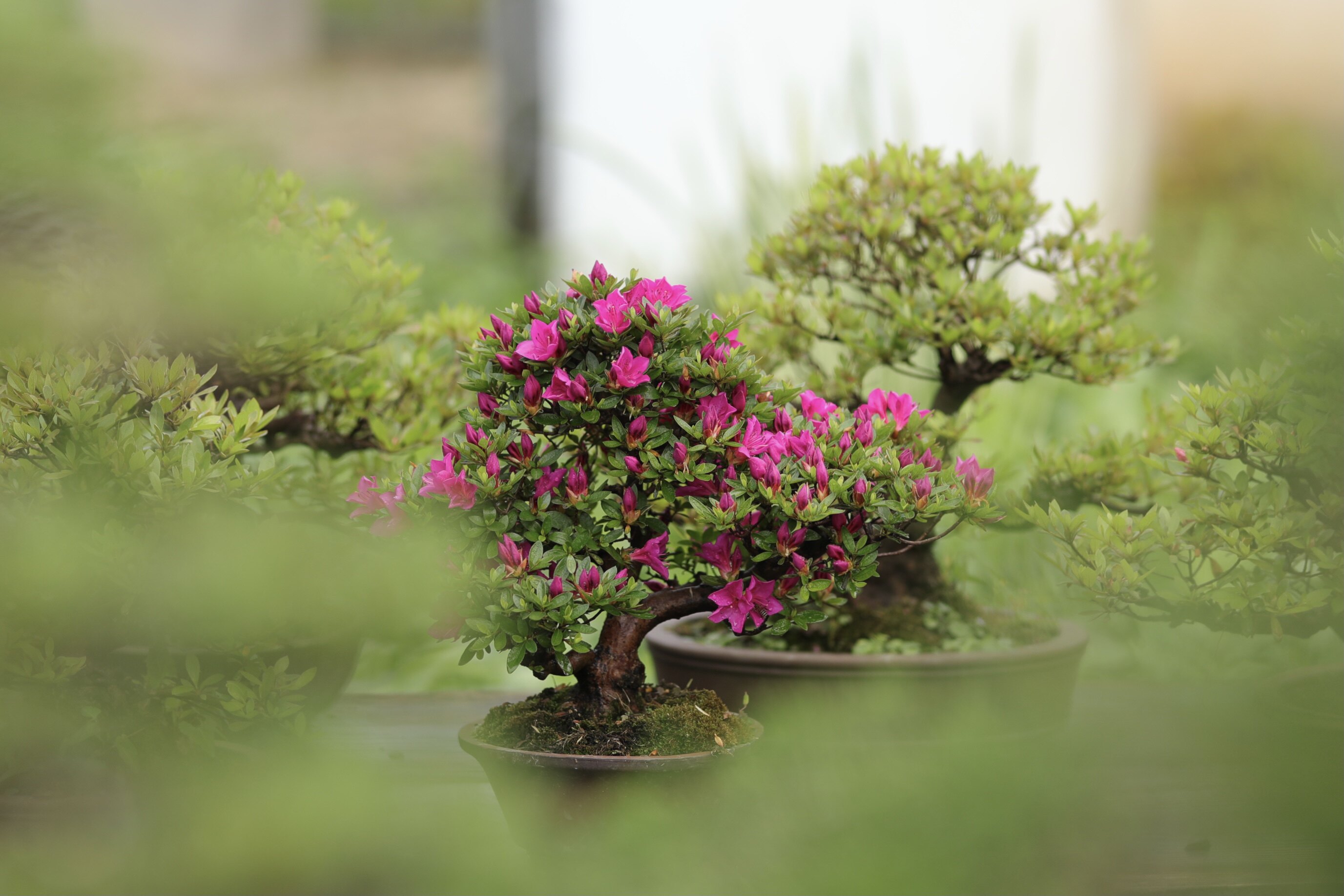 日本皋月杜鹃星之辉粉紫色花朵5月开花高性价比