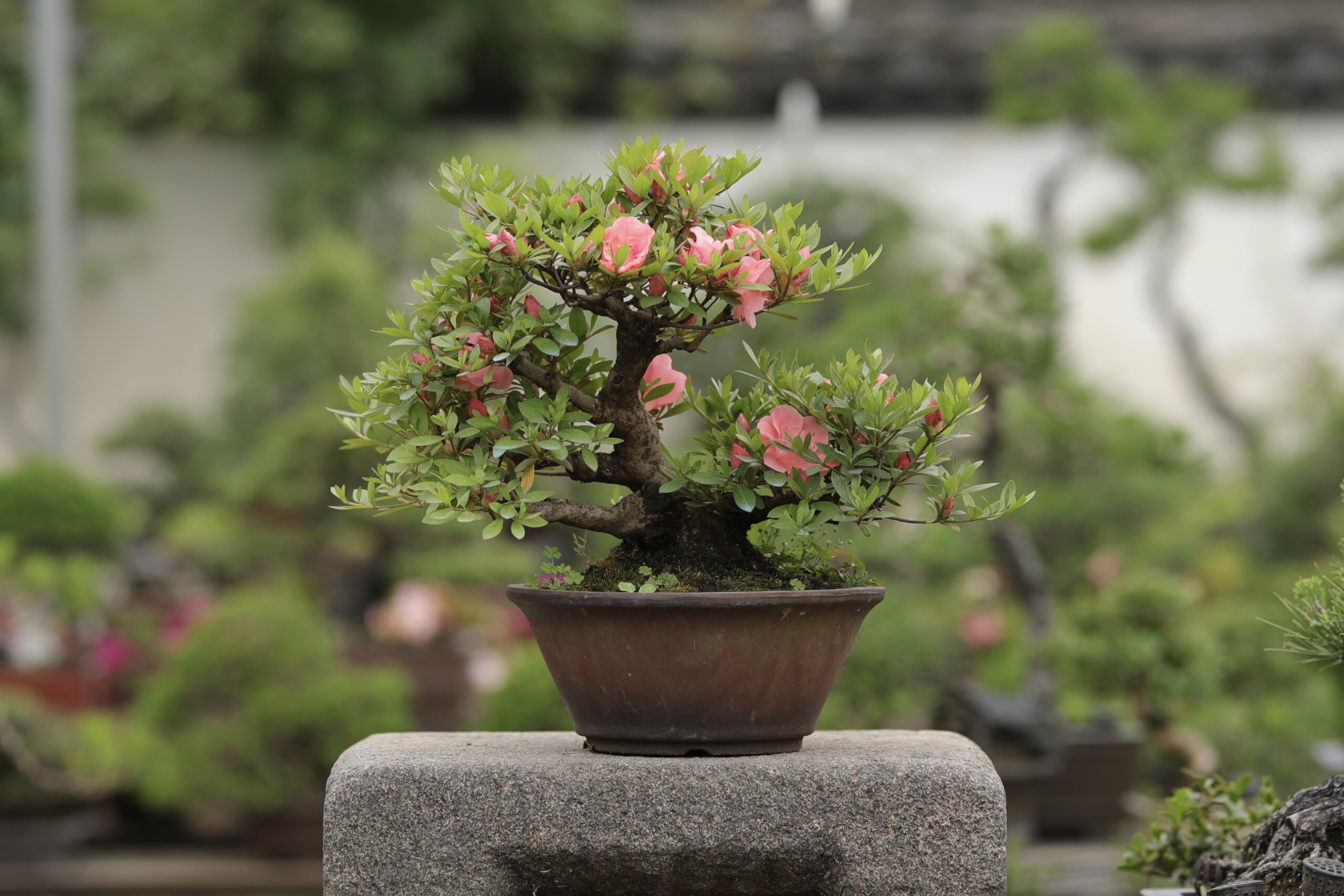 日本皋月杜鹃若惠比须粉色双瓣花朵如图所示5月开花热门花色