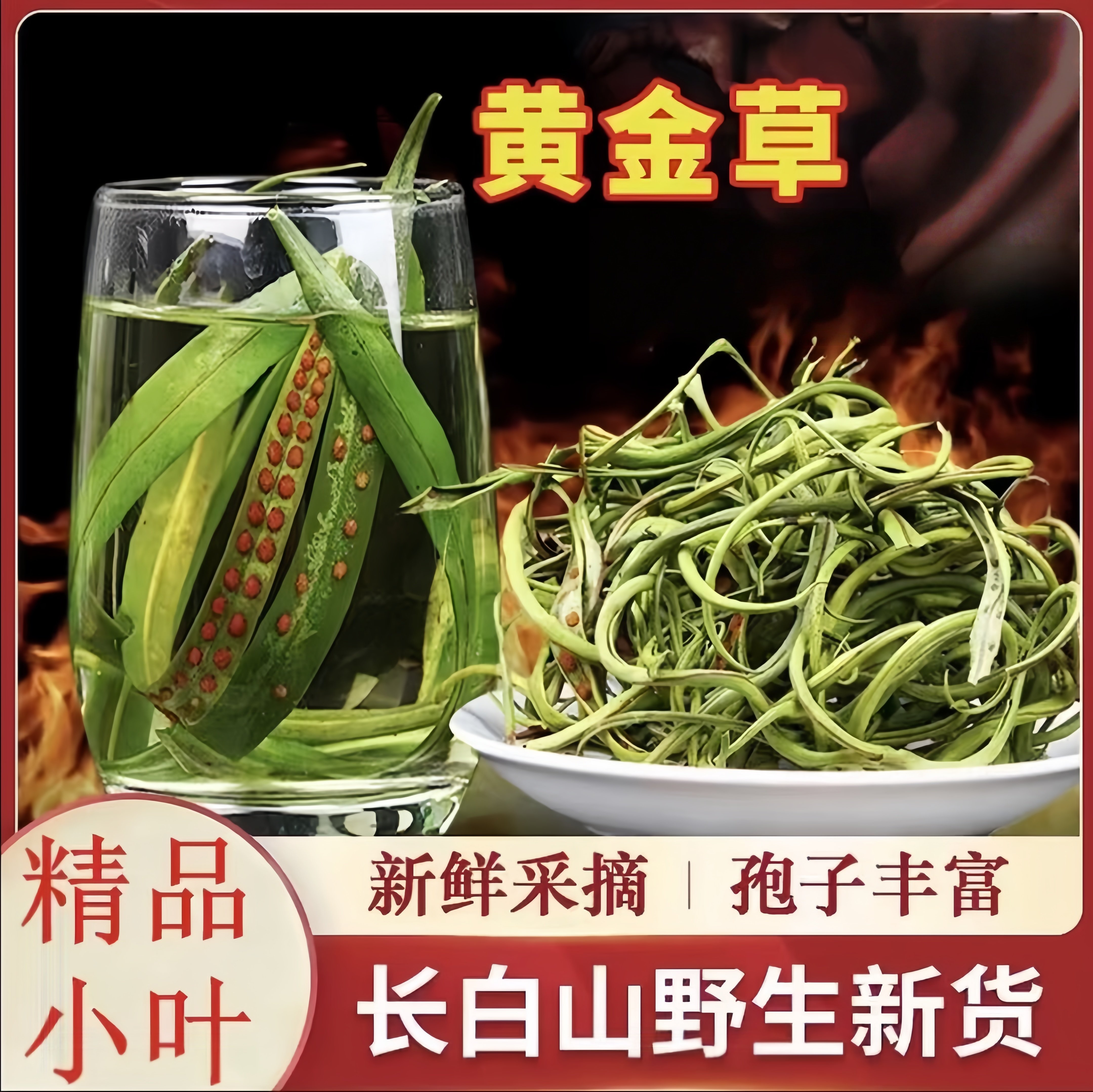 长白山黄金草小叶精选黄金草