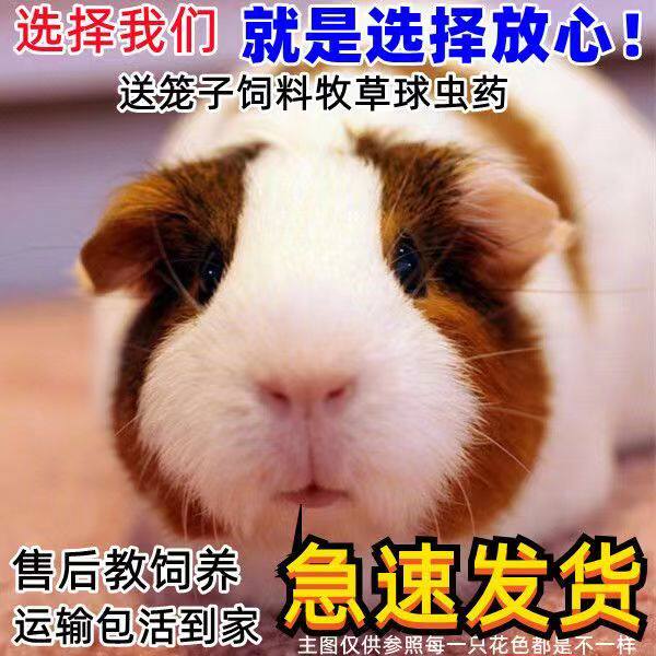 宠物荷兰猪活物豚鼠三色纯白棕色纯黄已打疫苗送赠品粮及球虫药