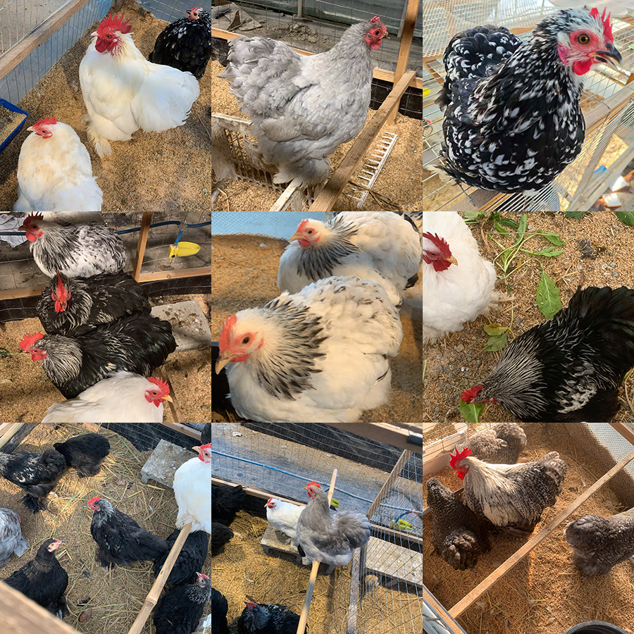 混色纯种科钦球鸡高品质球鸡受精种蛋观赏宠物鸡孵化种蛋,宠物/宠物食品及用品,宠物鸡,淘宝优惠券,粉丝福利购,淘宝优惠卷