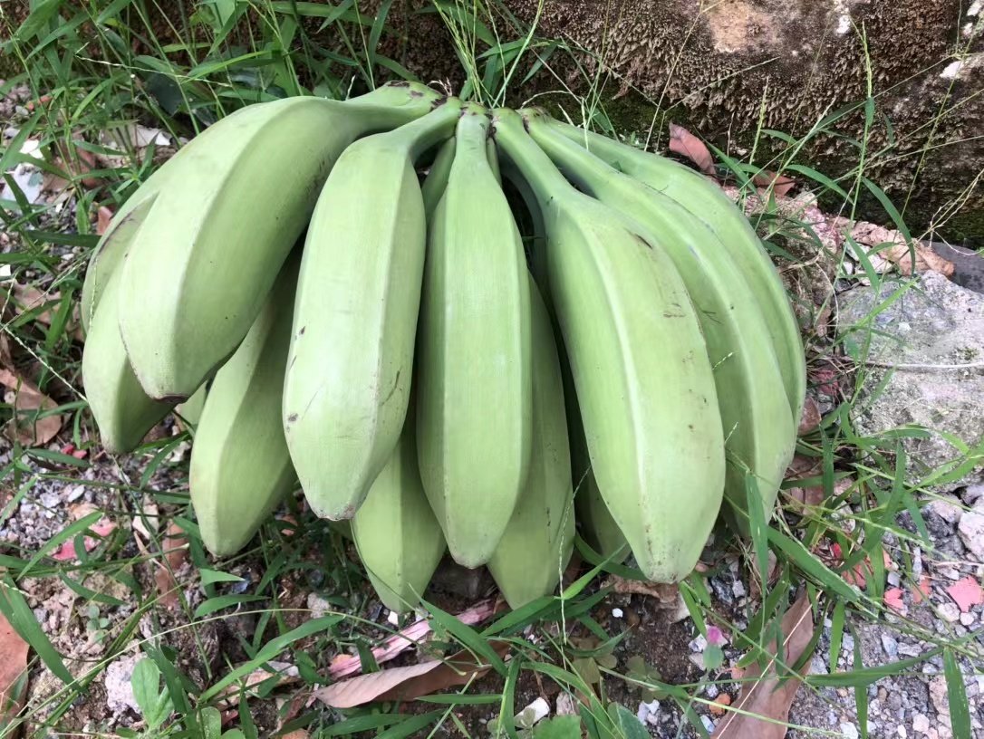 广东芭蕉大蕉甜蕉banana牛角蕉板蕉无催熟新鲜现摘3/5/10斤包邮