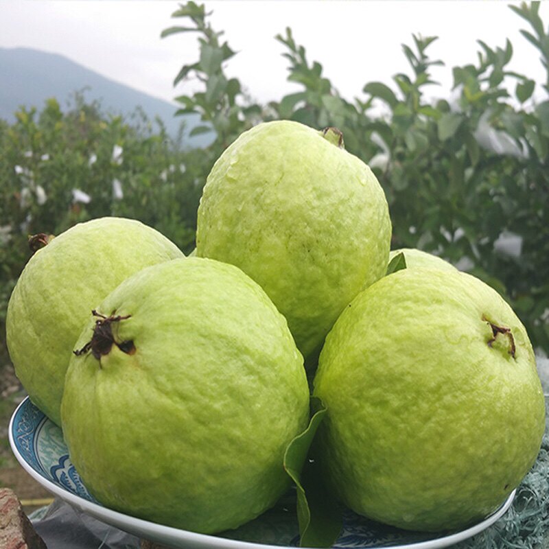 广东茂名白心番石榴爽脆清甜