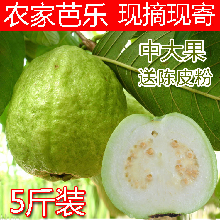 當季現摘熱帶水果大芭樂爽甜脆白心番石榴可混搭5斤包郵送酸梅粉在類目 水產肉類/新鮮蔬果/熟食, 新鮮水果, 石榴中 - 來自Buy2taobao.com提供專業的淘寶代購服務