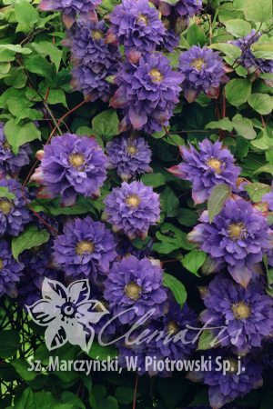 新品铁线莲 薇安一加仑爬藤阳台盆栽耐热丰花植物花卉美景无边