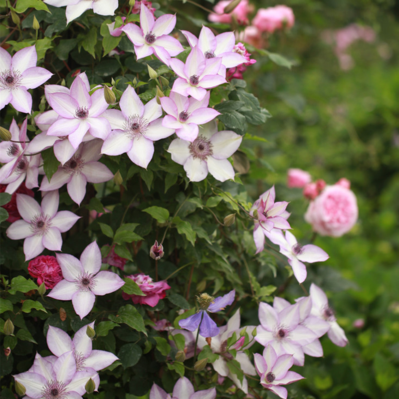美景无边藤绿植物开花机器铁线莲