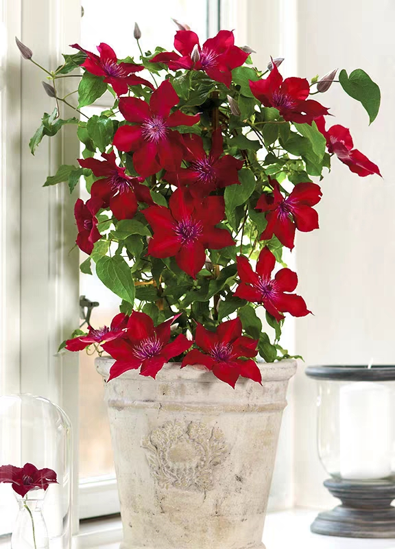 【努比亚】大道矮生可垂吊铁线莲耐热阳台盆栽庭院攀爬藤绿植物花