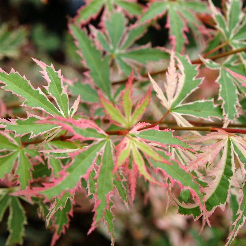 蝴蝶 枫树盆栽红枫树苗庭院树彩叶日式花园阳台植物日本枫美景