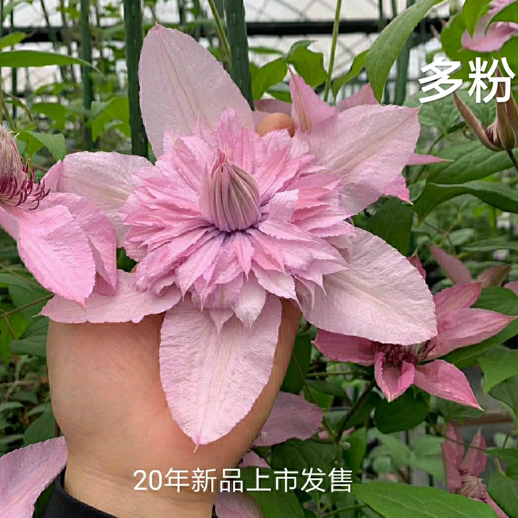 耐热爬藤铁线莲植物花卉2020新品