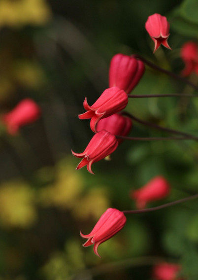 铁线莲胭脂扣国王的梦等藤本皇后攀援庭园阳台盆栽花卉耐美景无边