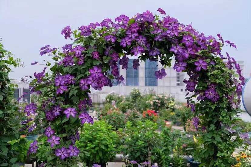 铁线莲超新星 阳台盆栽庭院爬藤耐热丰花开花机器四季开花卉美景