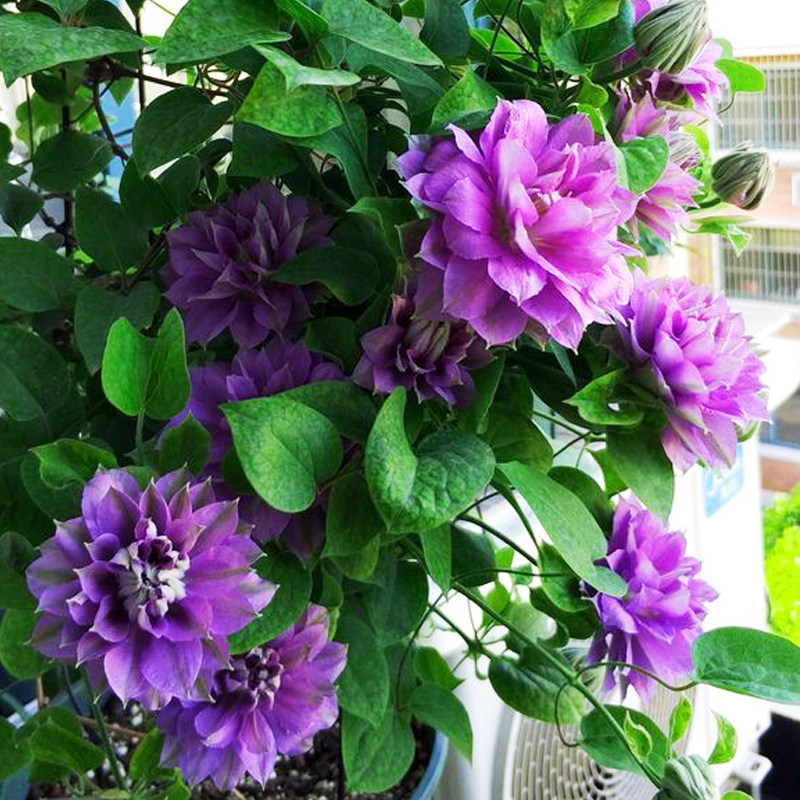 铁线莲円空 藤本皇后 耐热盆栽阳台庭院爬藤绿植物花卉美景无边