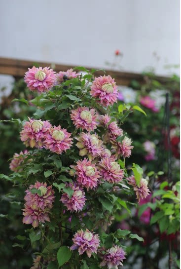 铁线莲 钻石一加仑 阳台盆栽庭院耐热抗寒攀爬藤绿植物花卉美景无