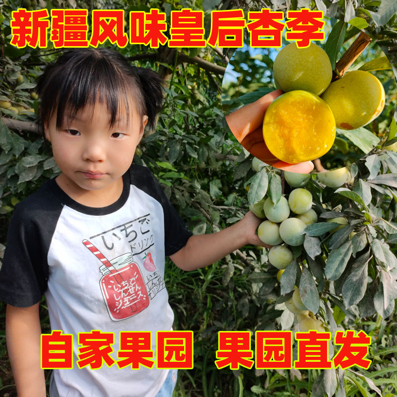 新疆风味皇后李子恐龙蛋杏李