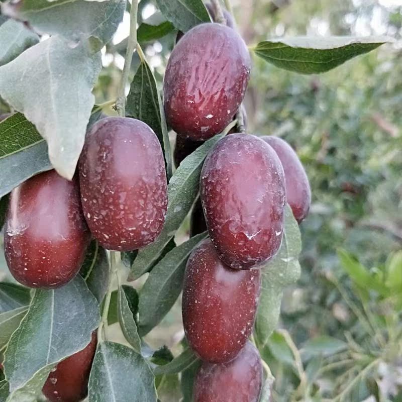 新疆阿克苏鲜灰枣鲜红枣现摘现发