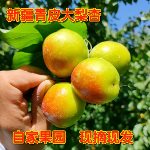 新疆阿克苏青皮大梨杏多汁 甜杏子自家果园青杏 非小白杏 芒果杏