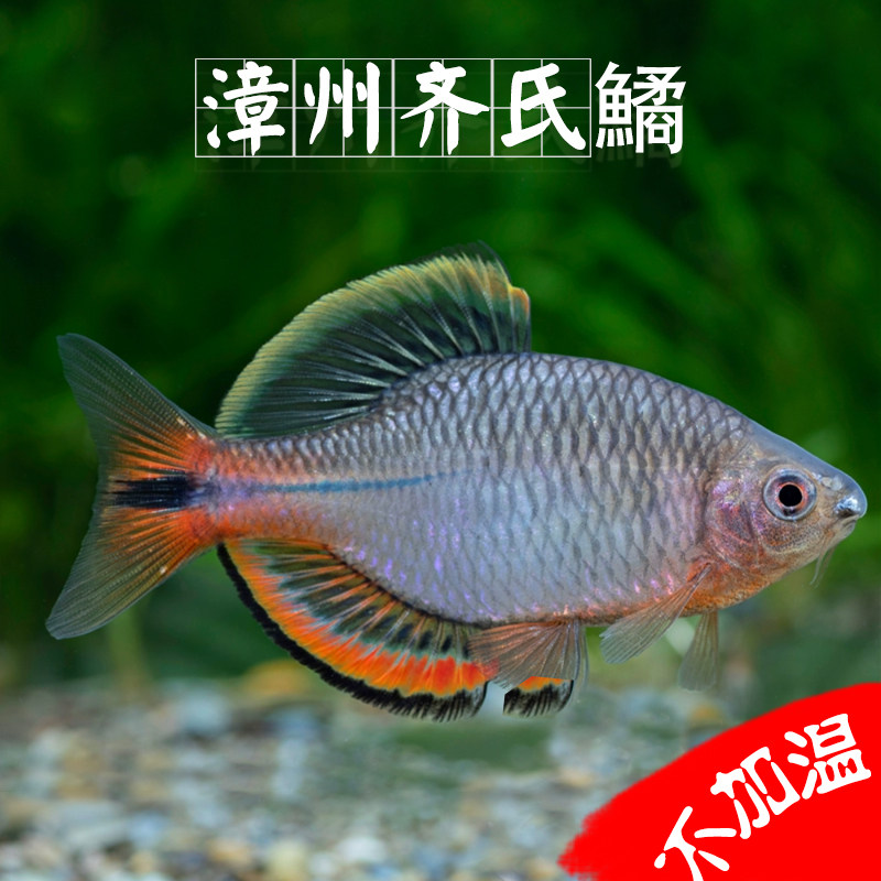 漳州齐氏鱊溪流发色群游鱼原生鱼冷水鱼鳑鲏鱼好养耐活旁皮漳州齐