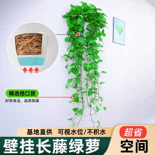 壁挂绿萝吊兰室内水培盆栽长藤绿箩盆栽垂吊植物新房净化空气