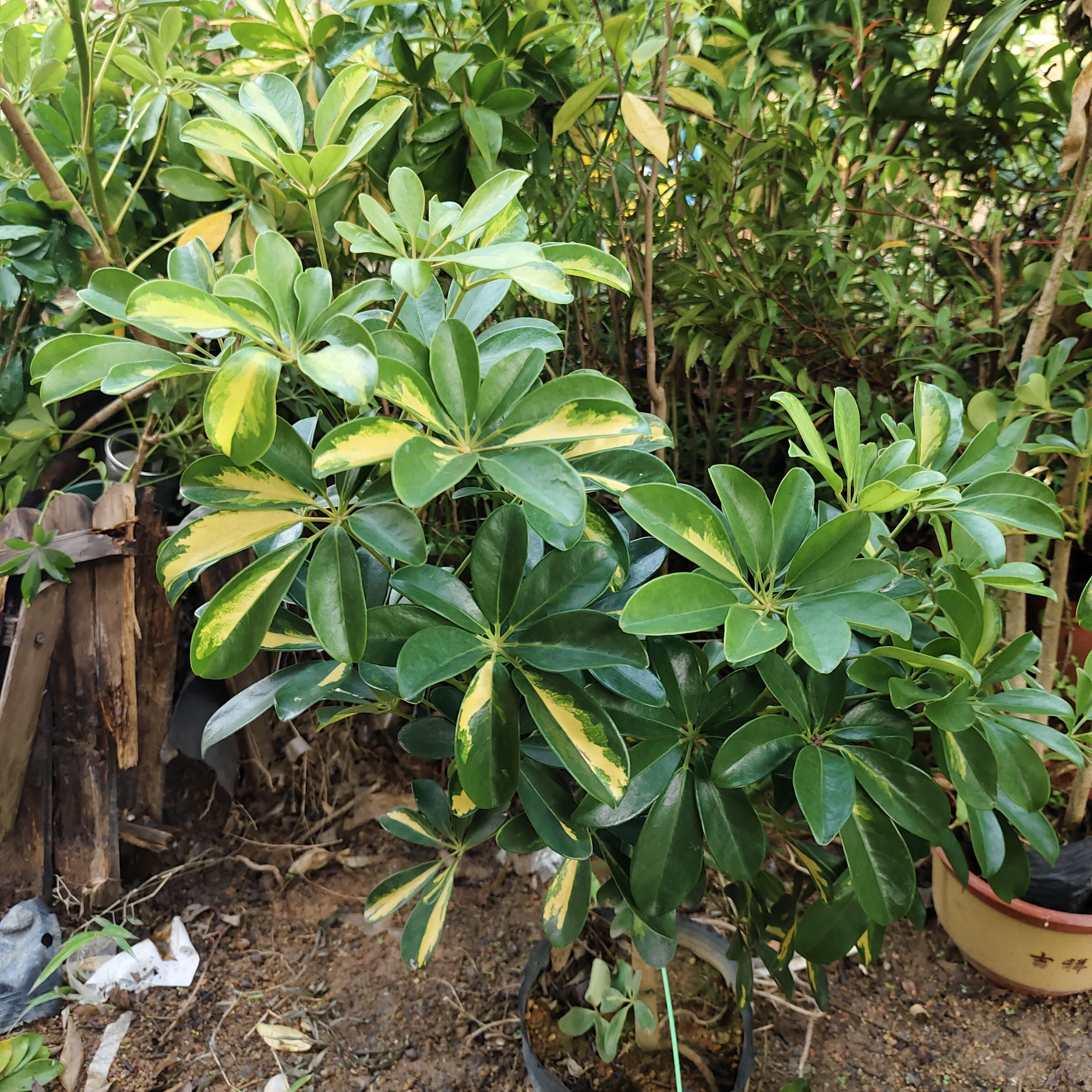 黄金鸭脚木 黄金七叶莲 绿植盆栽苗八方来财盆栽苗室内（特价款）