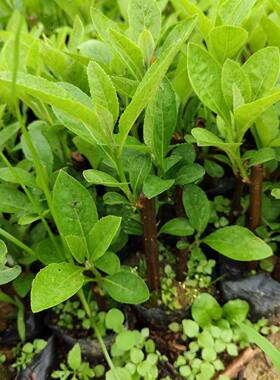 南非叶树苗阳台绿植室外植物苦茶苗将军叶苗盆栽苗扁桃斑鸠菊苗