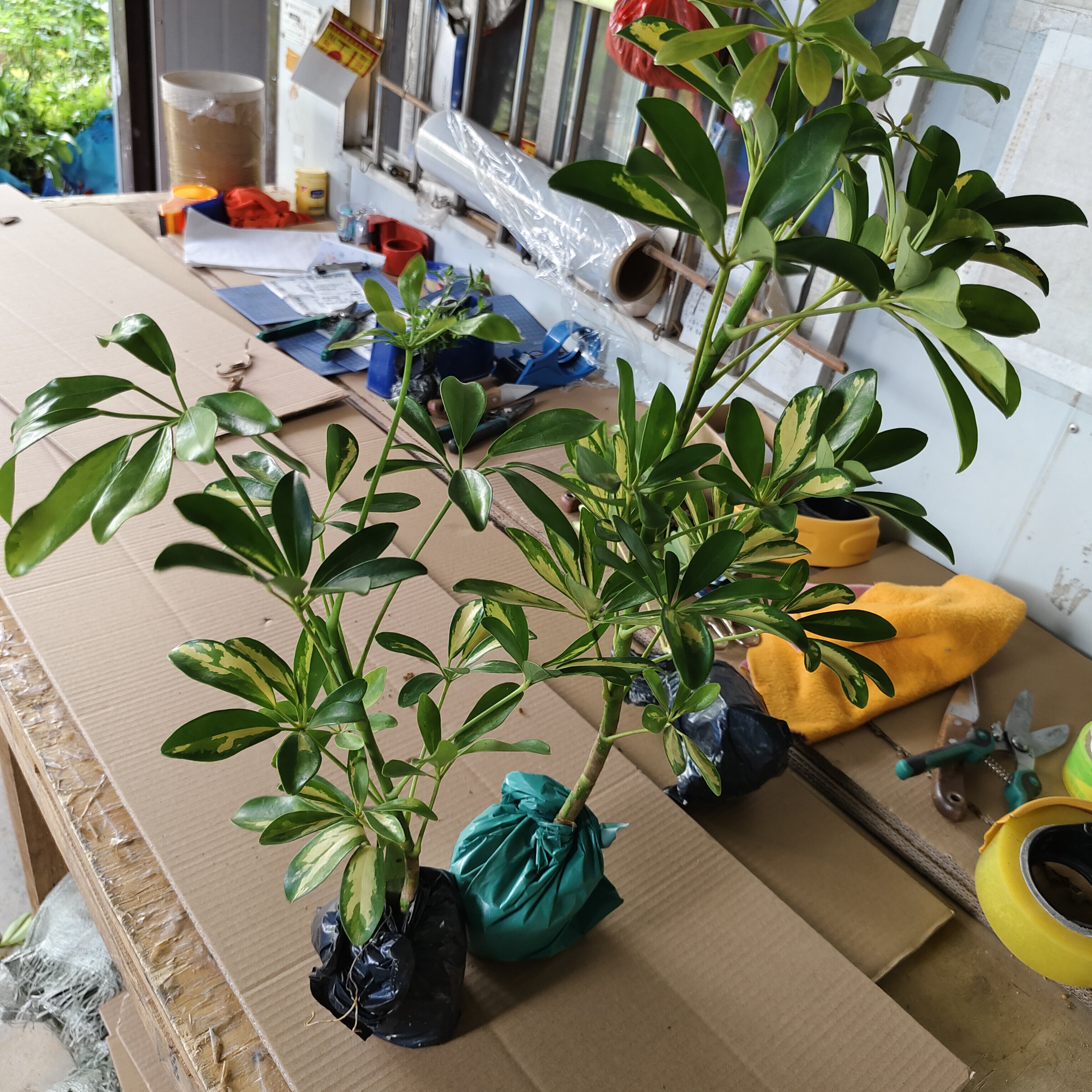 黄金鸭脚木彩叶八方来财 室内绿植四季常青植物 七叶莲盆栽苗植物
