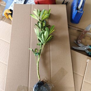 黄金鸭脚木 彩叶室内植物 室内绿植四季常青植物 七叶莲盆栽苗