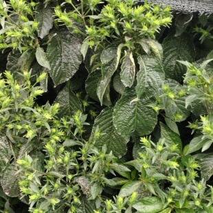 脆叶马兰苗正宗化石草盆栽大叶蛇草地毯草脆叶马兰黑将军乌面将军