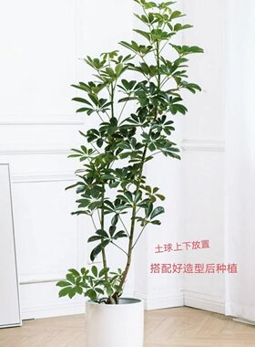 鸭脚木袋苗批发鹅掌柴绿化工程植被四季常青绿植好养活鸭掌木盆栽