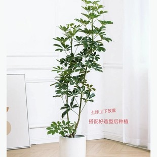 鸭脚木袋苗批发鹅掌柴绿化工程植被四季常青绿植好养活鸭掌木盆栽