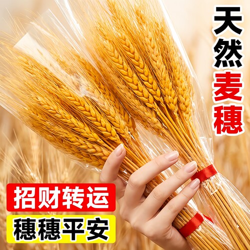 天然黄金麦穗干花花束开业大麦